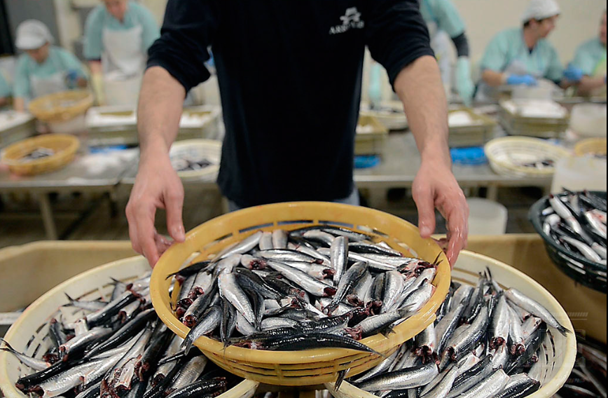 Degustación de anchoas del Cantábrico